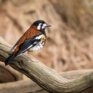 Chestnut-backed Ground Thrush / Thrigby - 11-4-24