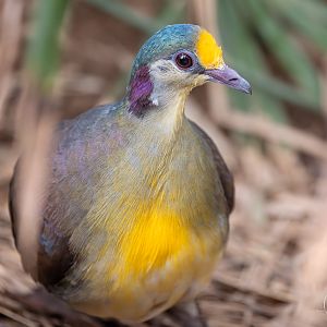 Red-necked Sulawesi Ground Dove / Thrigby - 11-4-24