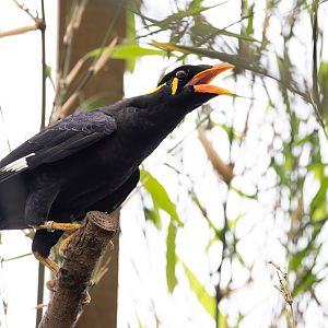 Hill Myna / Thrigby - 11-4-24