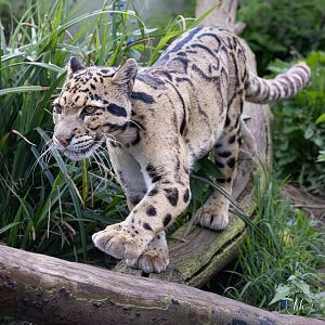 Clouded Leopard (Nimbus - male) / Thrigby - 11-4-24
