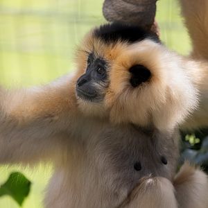 Golden-cheeked Gibbon / Thrigby - 11-4-24