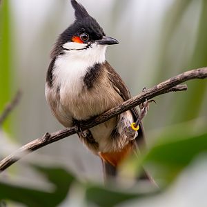 Red-whiskered Bulbul / Thrigby / 11-4-24
