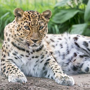 Amur Leopard (f) / Thrigby / 11-4-24