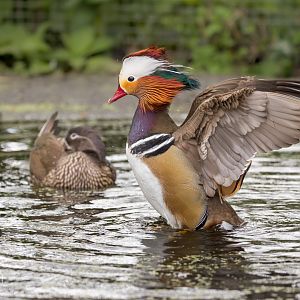 Mandarin Duck / Thrigby / 11-4-24