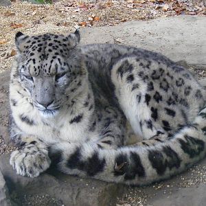 Aron the snow leopard at Paradise Wildlife Park, 22 November 2009