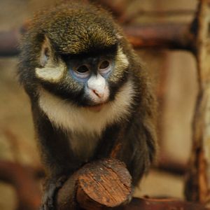 Black-checked red-tail monkey