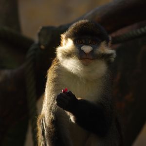Schmidts red-tailed monkey