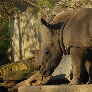 Southern white rhinoceros