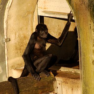Colombian black spider monkey