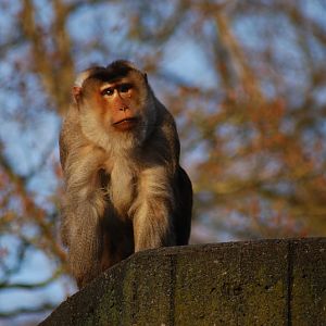 Pigtailed macaque