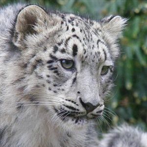 Hara the snow leopard at Paradise Wildlife Park, 22 November 2009