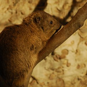 Syrian rock hyrax