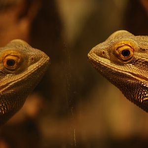 Central bearded dragon