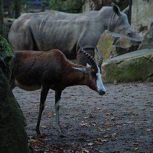 Blesbok