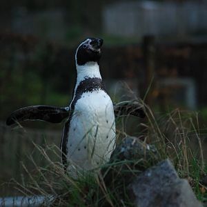 Humboldt penguin