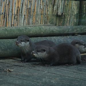 Oriental small-clawed otter