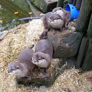 Asian small-clawed otters at Paradise Wildlife Park, 22 November 2009