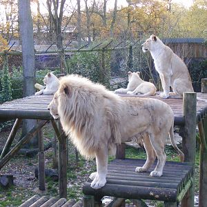 Thabo, Kya, Themba and Izulu the white African lions at Paradise Wildlife P