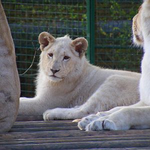 Themba or Izulu the white African lion cub at Paradise Wildlife Park, 22 No