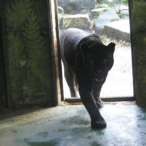 Athena the jaguar at Paradise Wildlife Park, 22 November 2009