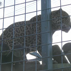Ares the jaguar at Paradise Wildlife Park, 22 November 2009