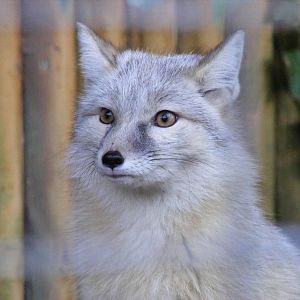 Corsac fox at Paradise Wildlife Park, 22 November 2009