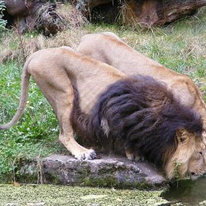 indian lion october 2009