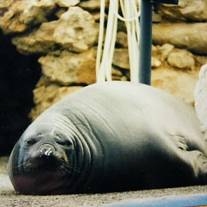 Marineland Antibes elephant seal late 90s