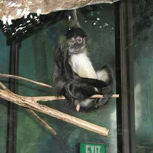 Black-Handed Spider Monkey