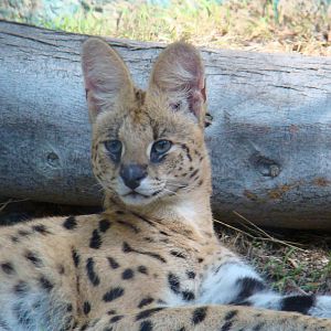 Serval
