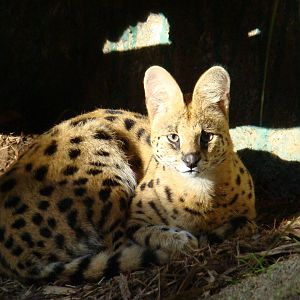 Serval