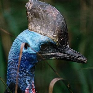 A DOUBLE WATTLED CASSOWARY