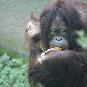 Bornean Orangutan Leia and baby Latifah 21 Nov 2009