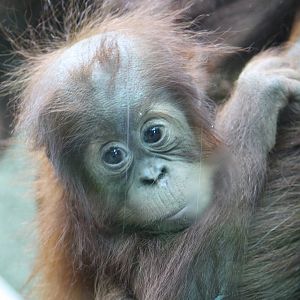 Baby orangutan 21 Nov 2009