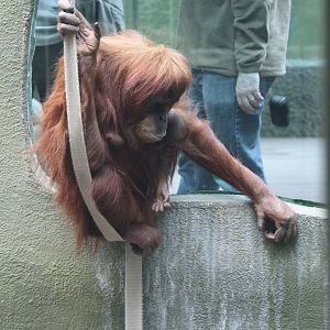 Emma or Subis 22 Nov 2009