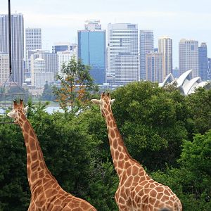 Giraffes and Sydney