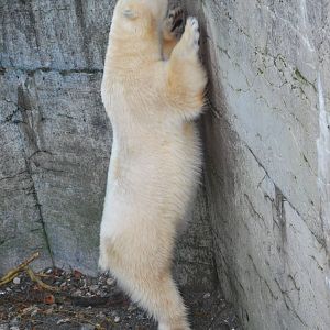 Playful behaviour or stereotypy? November 2009.