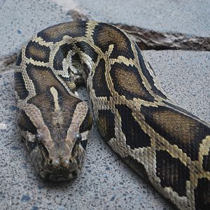 BURMESE PYTHON