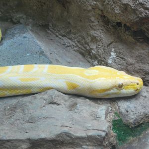 Burmese Rock Python Albino
