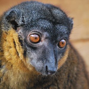 COLLARD LEMUR