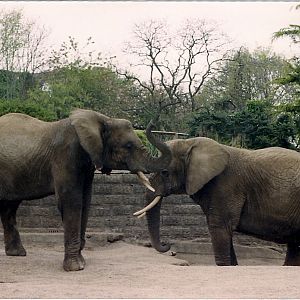 ELEPHANTS IN ENCLOSURE