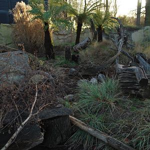 Tasmanian devil enclosure, late autumn