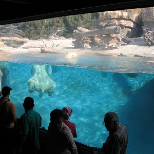 Polar Rim - Polar Bear Plunge - Polar Bear Exhibit