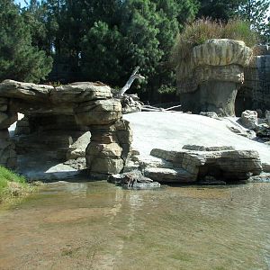 Polar Rim - Polar Bear Plunge - Polar Bear Exhibit