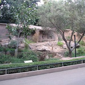 Africa Rocks - New Guinea Singing Dog Exhibit