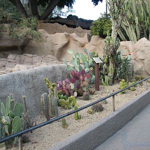 Africa Rocks - Indian Crested Porcupine Exhibit