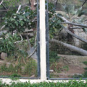 Africa Rocks - Jaguar Exhibit