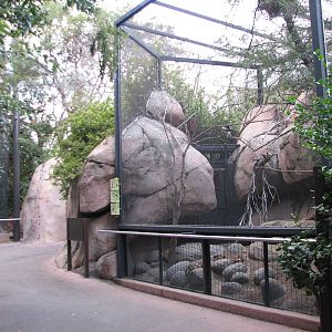 Africa Rocks - Kopje - Aviary