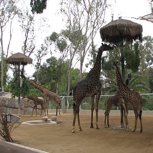 Urban Jungle - Giraffe and Soemmerrings Gazelle Exhibit