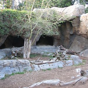 Outback - African Lion Exhibit